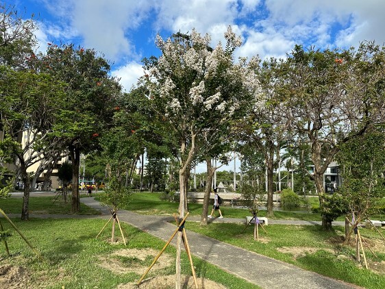 Figure 4. Hedge of crepe myrtles