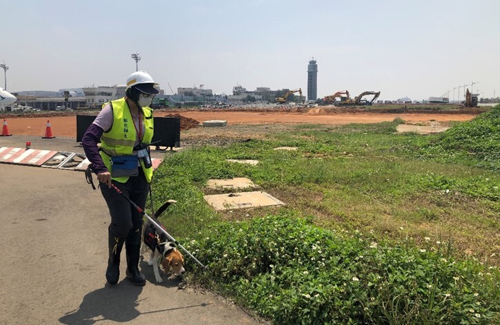 Figure 5. The NCUE-Taoyuan International Airport fire ant control team searches for imported red fire ants at Taoyuan Airport with the assistance of a fire ant detection dog