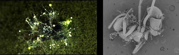 Figure 4. Development and application of microbial control for the growing problem of harmful ants in the agricultural environment. Especially in the development of sustainable agriculture and organic agriculture, this research focuses on the design, development, and application of microbial agents on crops to control harmful ants as well as the valuable development of its practical value and commercial potential