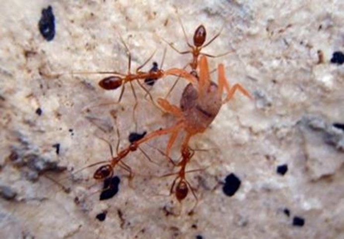 Figure 2. Land crab larvae being attacked by yellow crazy ants