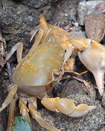 Figure 3. Geothelphusa makatao crab attacked by yellow crazy ants