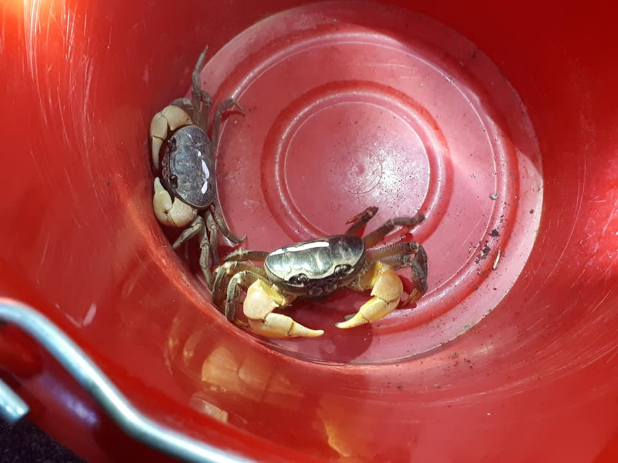 Figure 4. Crab volunteers help release land crabs to the sea during the breeding period