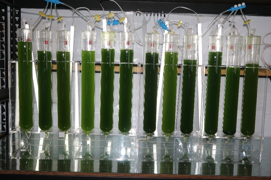 Figure 1. Indoor algae cultivation