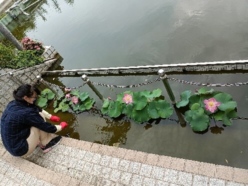 Figure 3. Planting lotus flowers on campus