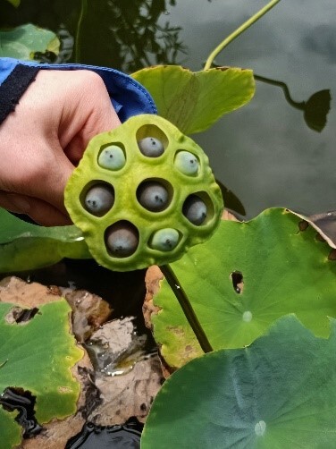 Figure 4. Delicious lotus seeds and freshly brewed lotus tea