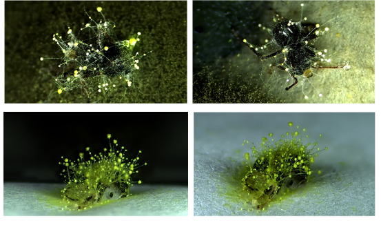 Figure 7. Pathogenic fungus of insects