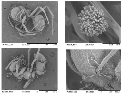 Figure 7. Pathogenic fungus of insects