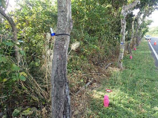 Figure 9. Prevention personnel and ant protection volunteers have set up  yellow crazy ant bait stations in Kenting