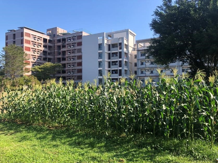 Figure 4. Mature and tall corn plants nearing harvest