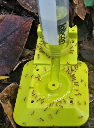 Figure 12. Monitoring the distribution and density of yellow crazy ants using liquid bait (10% w/v cane sugar solution) method