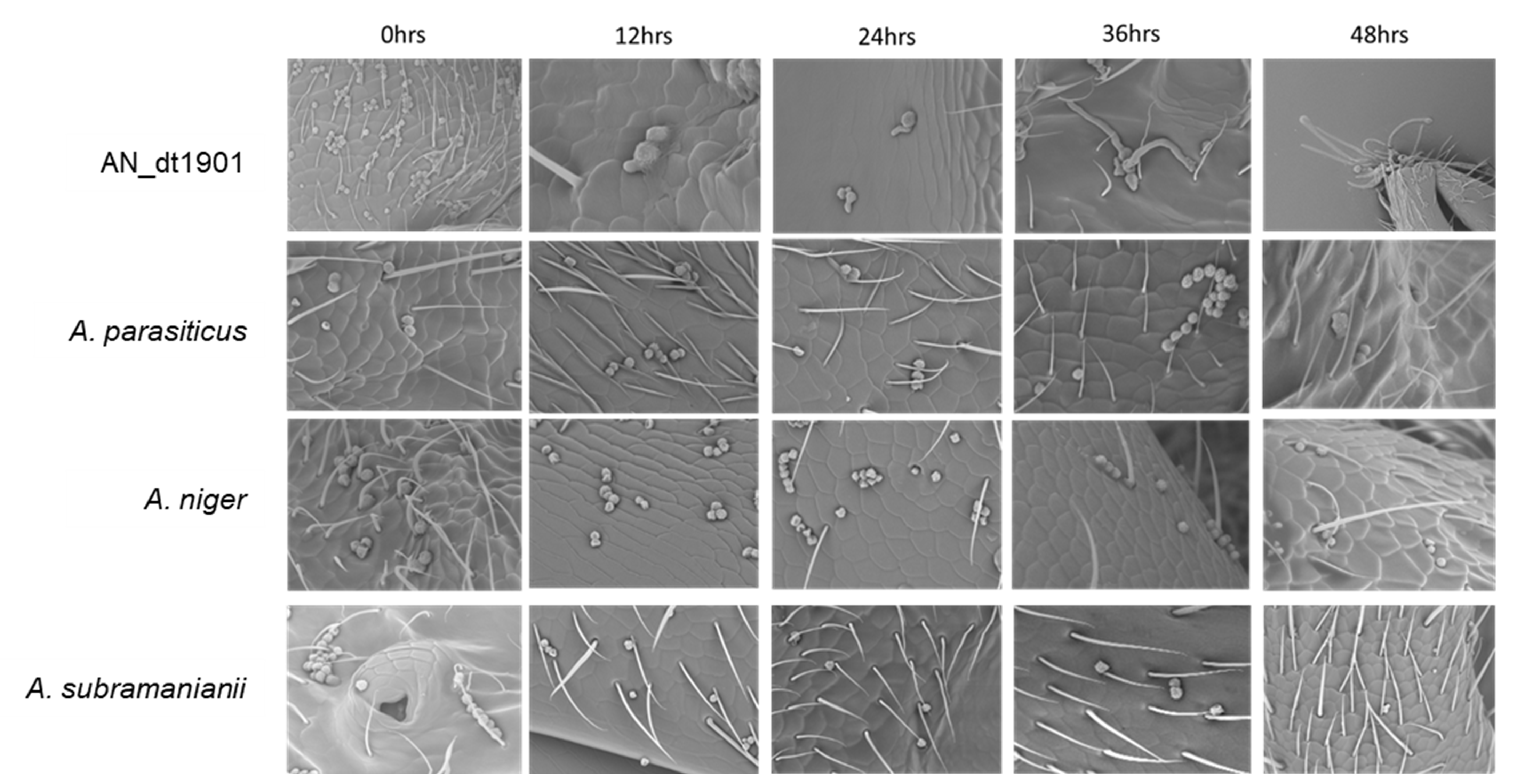 Figure 7. Dolichoderus thoracicus ant 0-48 hours after pathogenic fungal infection This indicates the phenomenon of conidial germination on the body surface of the Dolichoderus thoracicus ant after infection with the pathogenic fungus AN_dt1901