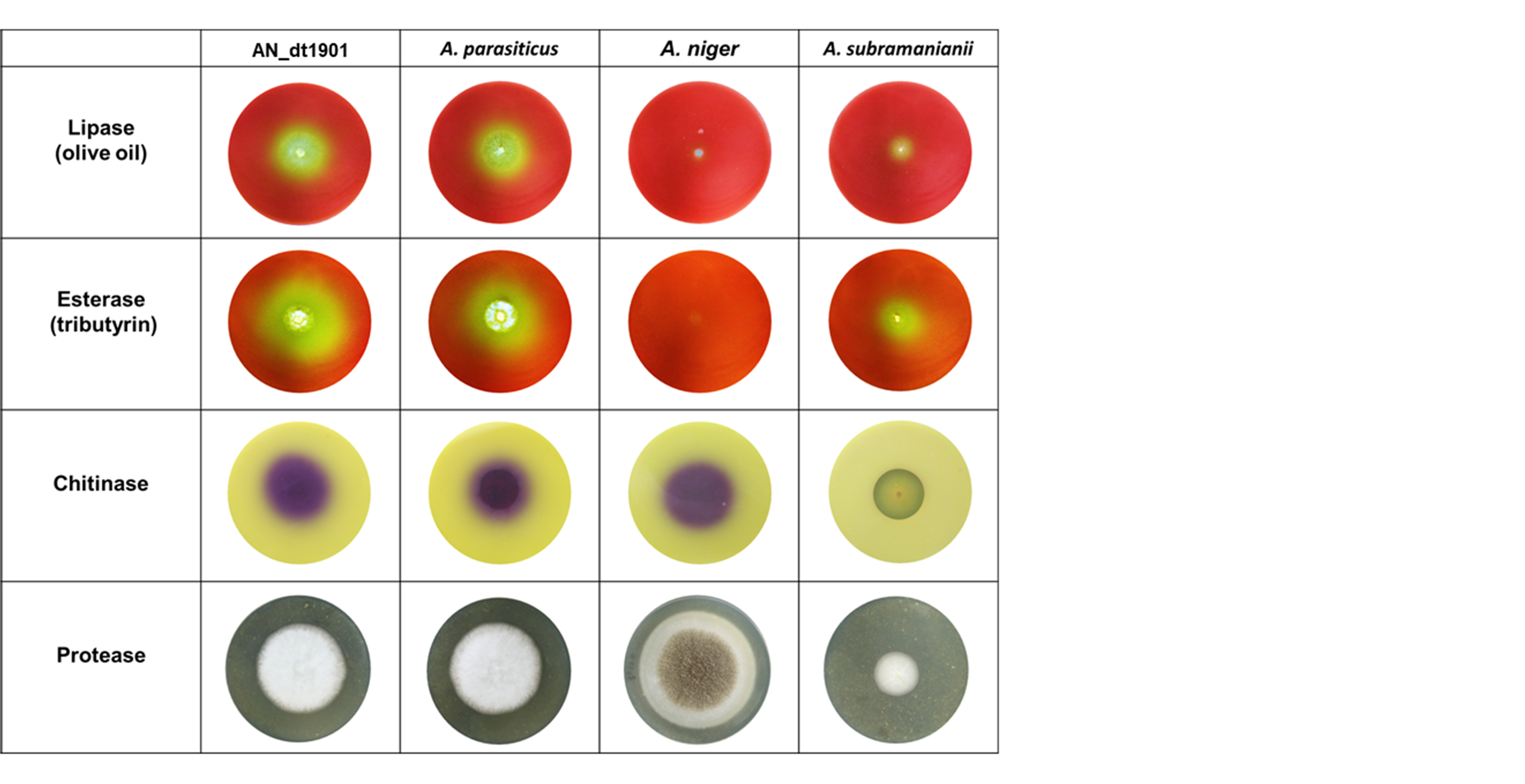 Figure 8. Ability of the ant pathogenic fungus AN_dt1901 and three other species belonging to the same Aspergillus flavus fungus to produce different hydrolase. If lipase is present, the culture medium will change from red to yellow. If esterase is present, the culture medium will change from red to yellow. If chitinase is present, the culture medium will change from yellow to purple. If protease is present, a transparent halo will form on the outer edge of the fungus