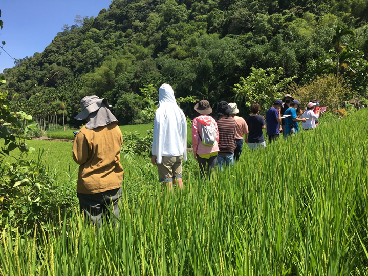 Figure 3. Rice paddies in Chunrih, Yuli Township, Hualien