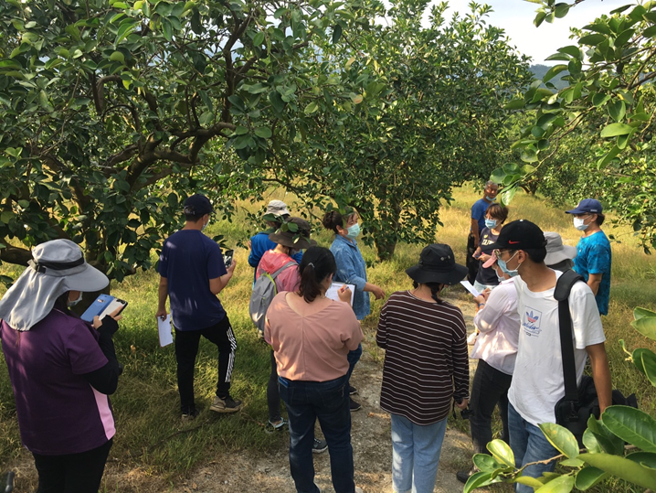 Figure 4. Pomelo orchard in Olalip, Hegang Village, Hualien