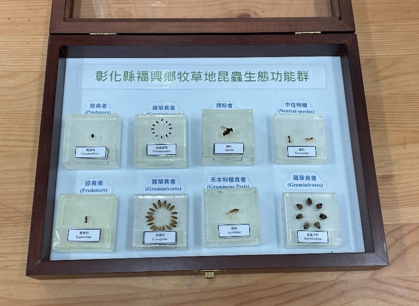 Figure 2. Insect fauna specimens found in the pastures in  Fuxing Township, Changhua County