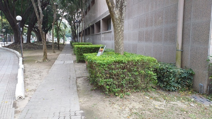 Figure 1. The Jinde Campus - Duranta Erecta grown along the trail near the Gymnasium