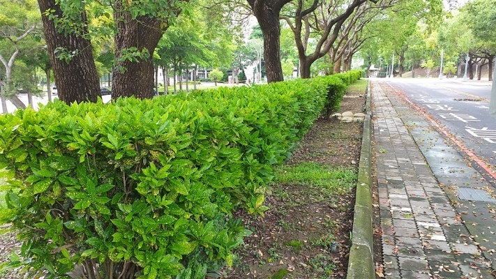 Figure 2. The Baoshan Campus - Garden Croton grown at the entrance of the campus