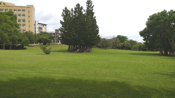 Figure 6. Norfolk Island pine Walkway and Lawn Area