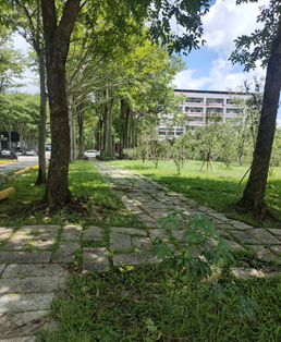 Figure 6. Pedestrian Path on the Baoshan Campus (2)