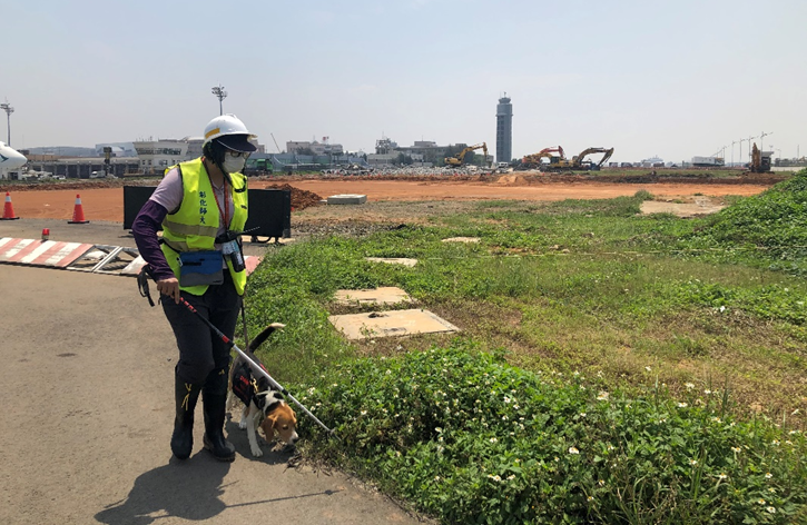 The NCUE-Taoyuan International Airport fire ant control team searches for imported red fire ants at Taoyuan Airport with the assistance of a fire ant detection dog