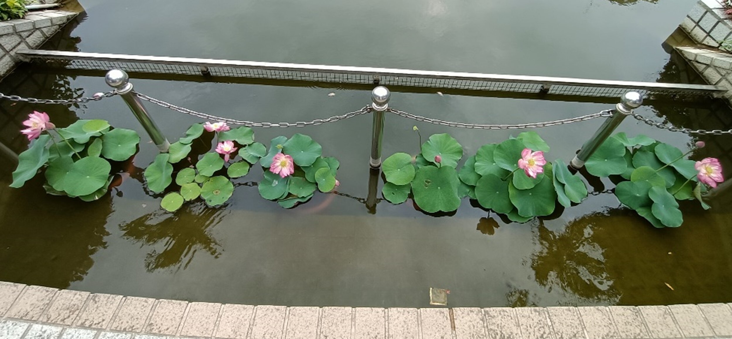 Planting lotus flowers on campus