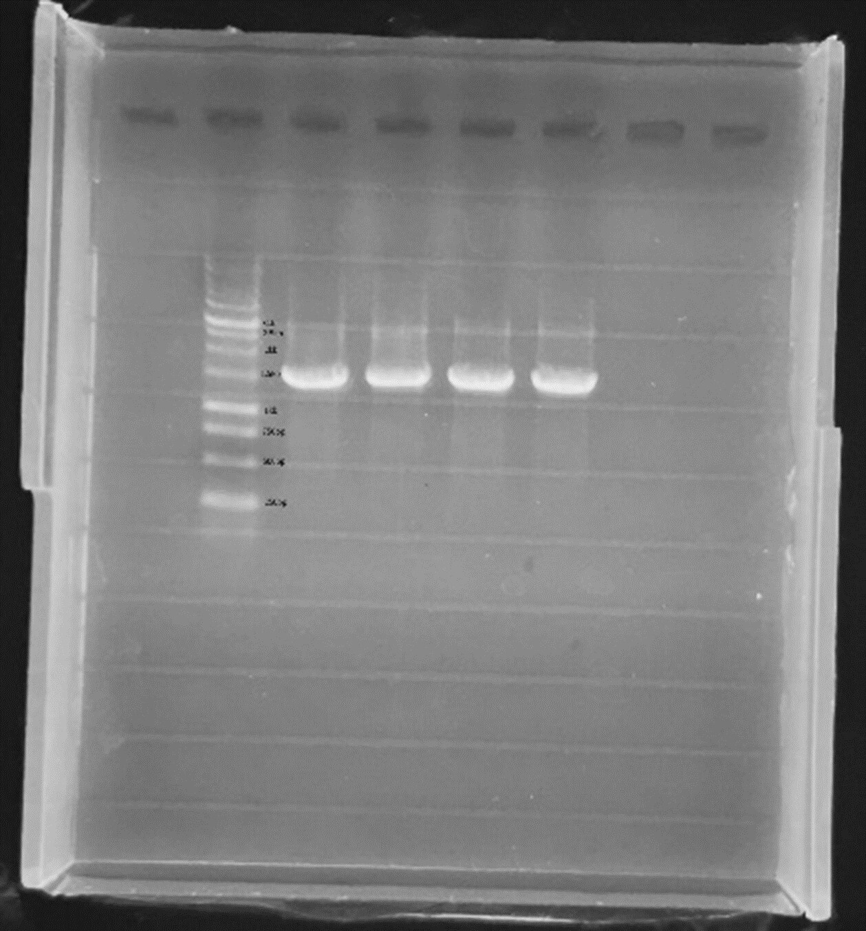 The four heat-tolerant bacteria selected through PCR screening have been sent for qualitative sequencing