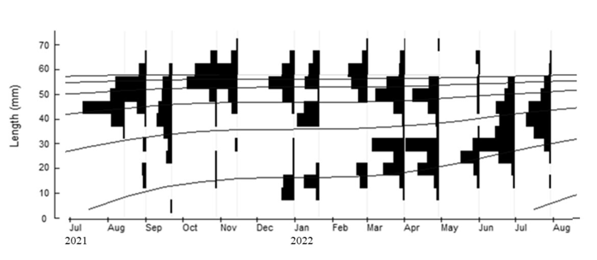 Monthly Shell Length Frequency Distribution of Mytella strigata