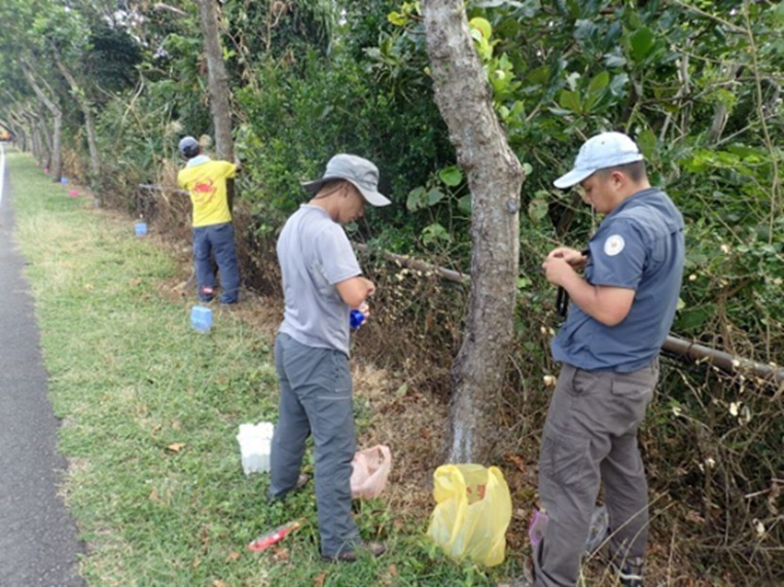 Prevention personnel and ant protection volunteers have set up yellow crazy ant bait stations in Kenting