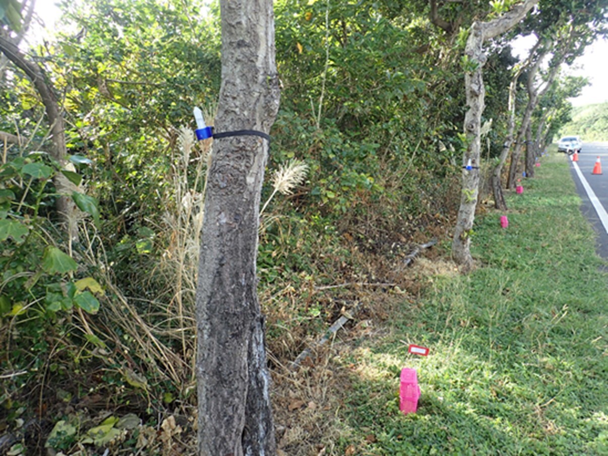 Prevention personnel and ant protection volunteers have set up yellow crazy ant bait stations in Kenting