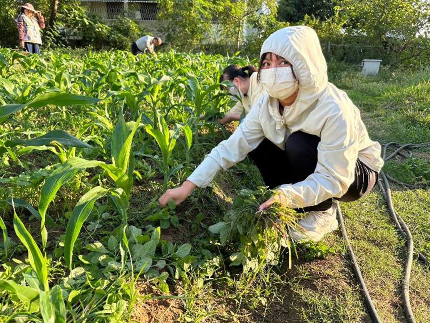 Students regularly weed the garden