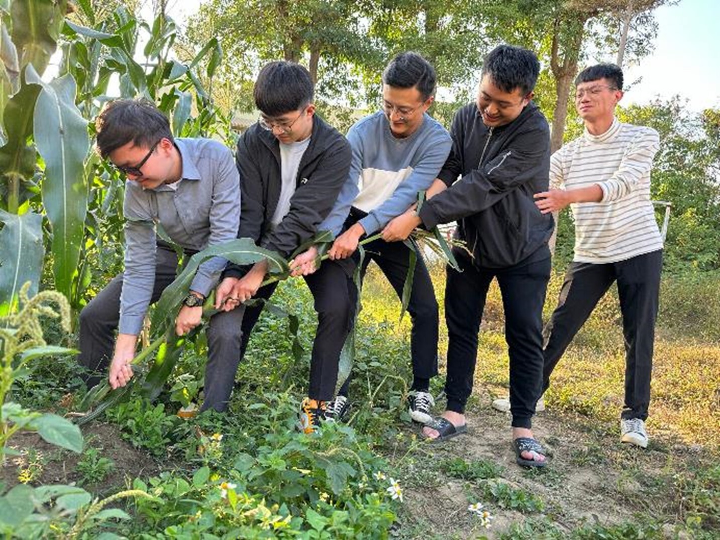 After harvesting, remove the plants