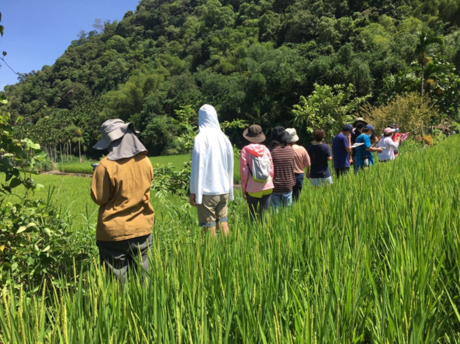 Rice paddies in Chunrih, Yuli Township, Hualien