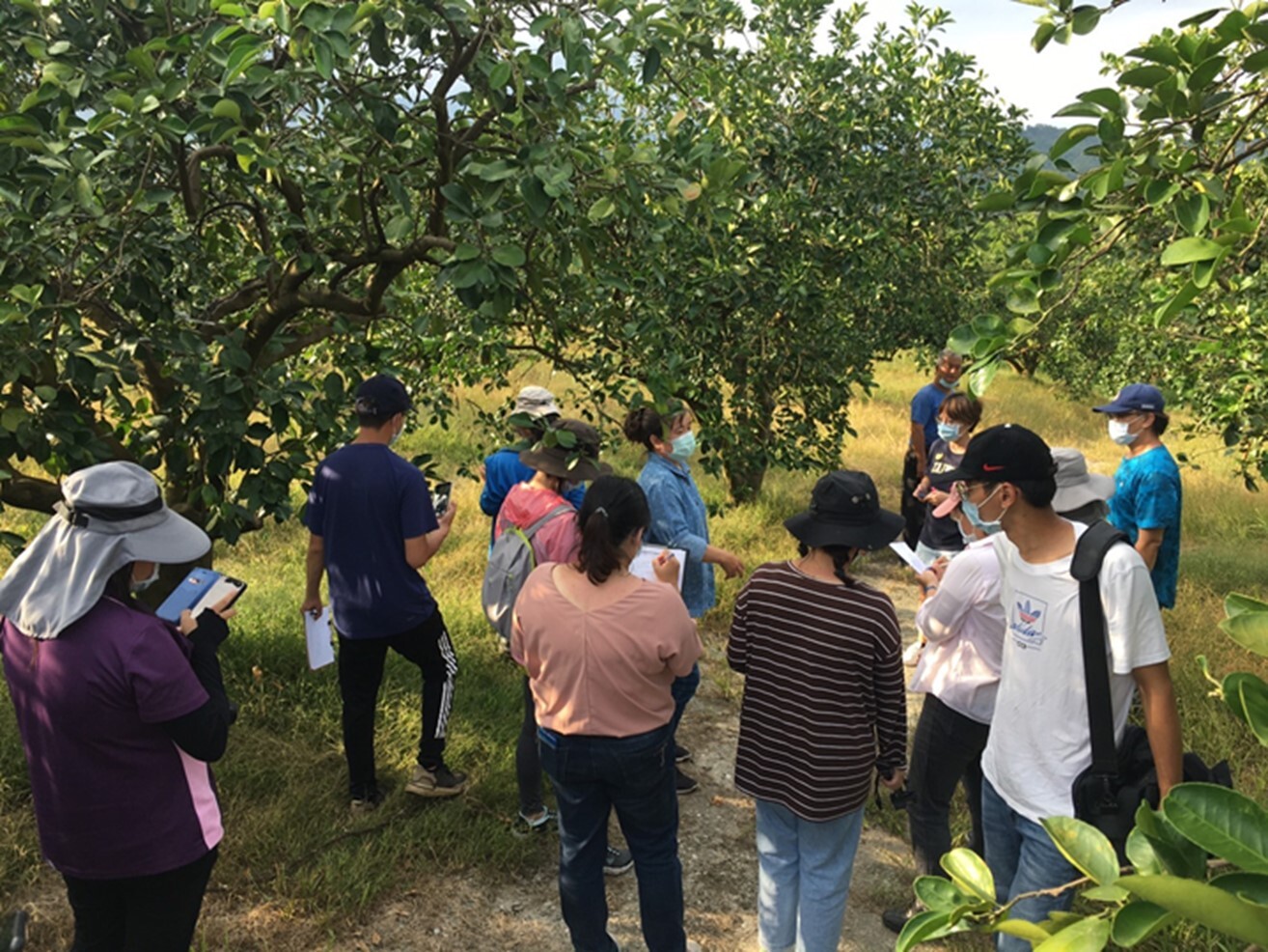 Pomelo orchard in Olalip, Hegang Village, Hualien