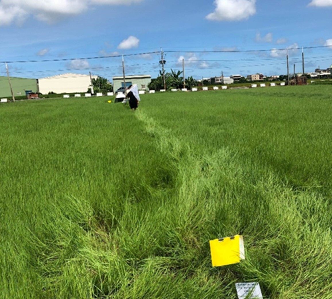 There is no distribution of species from the IUCN Red List and the National List of Protected Species on this campus. However, NCUE’s Department of Biology implemented the “Taichung District Agricultural Research and Extension Station, Council of Agriculture, Executive Yuan/Survey on Pasture Insect Resources in Fuxing Township, Changhua County,” to identify, to monitor, and to protect local species affected by the university’s operations.  According to the requirements listed by the National Green Network Construction Plan for Ecological Conservation on biodiversity surveys, a survey was conducted on the insect resources in pastures in the Fuxing Township, Changhua County. Currently, three surveys had been conducted in 2022 on three pastures and two farmlands. Three sampling points had been established at each study sites, while all sample areas and sample points was recorded using GPS coordinates. For both soil-dwelling deciduous layers and crop layers at the grassland study sites, five different standardized insect survey methods were applied, including pitfall traps, Winkler extraction, malaise traps, sweep netting, and yellow sticky traps. The survey records should include information on family-level taxa, quantity, dominant taxa, and functional groups. Further, the composition of the ecological functional groups of insects on the pastures were analyzed to understand the functional groups and the ecological functions that pastures can provide. Posters were designed to explain the functional groups of insects in the pastures in Fuxing Township, while insect taxa and functional groups were made into acrylic specimens for use as exhibits and instruction material. During the 2022 survey, data on a total of 20,652 invertebrates belonging to 6 classes, 20 orders, and 101 families were collected. Among them, a total of 20,215 individuals belonging to class Insecta from 13 orders and 90 families were caught. Among them, the most dominant insect order in terms of number of families was Diptera (26.7%), followed by Coleoptera (21.1%), and Hemiptera (15.6%). In terms of number of individuals at the family level, the most abundant species were Psychodidae and Chironomidae and Musca domestica from Diptera, followed by Cicadellidae from Hemiptera, and Formicidae from Hymenoptera. It can be found that the insect fauna structure of the sampling points in the pastures was stable. The farmland (rice field) near the pastures was cultivated periodically, and the number of species, diversity of clusters, and number of species of the functional groups were affected; however, there was no clustering between other sampling points. This clearly shows that pastures can be restored in Fuxing Township over time. Thus, the existence of pastures around farmlands is essential for sustaining a high levels of biodiversity, related photos as shown in Figure 1-3.    Figure 1. Pastures in Fuxing Township, Changhua County    Figure 2. Insect fauna specimens found in the pastures in Fuxing Township, Changhua County    Figure 3. A poster of insect fauna found in the pastures in Fuxing Township, Changhua County