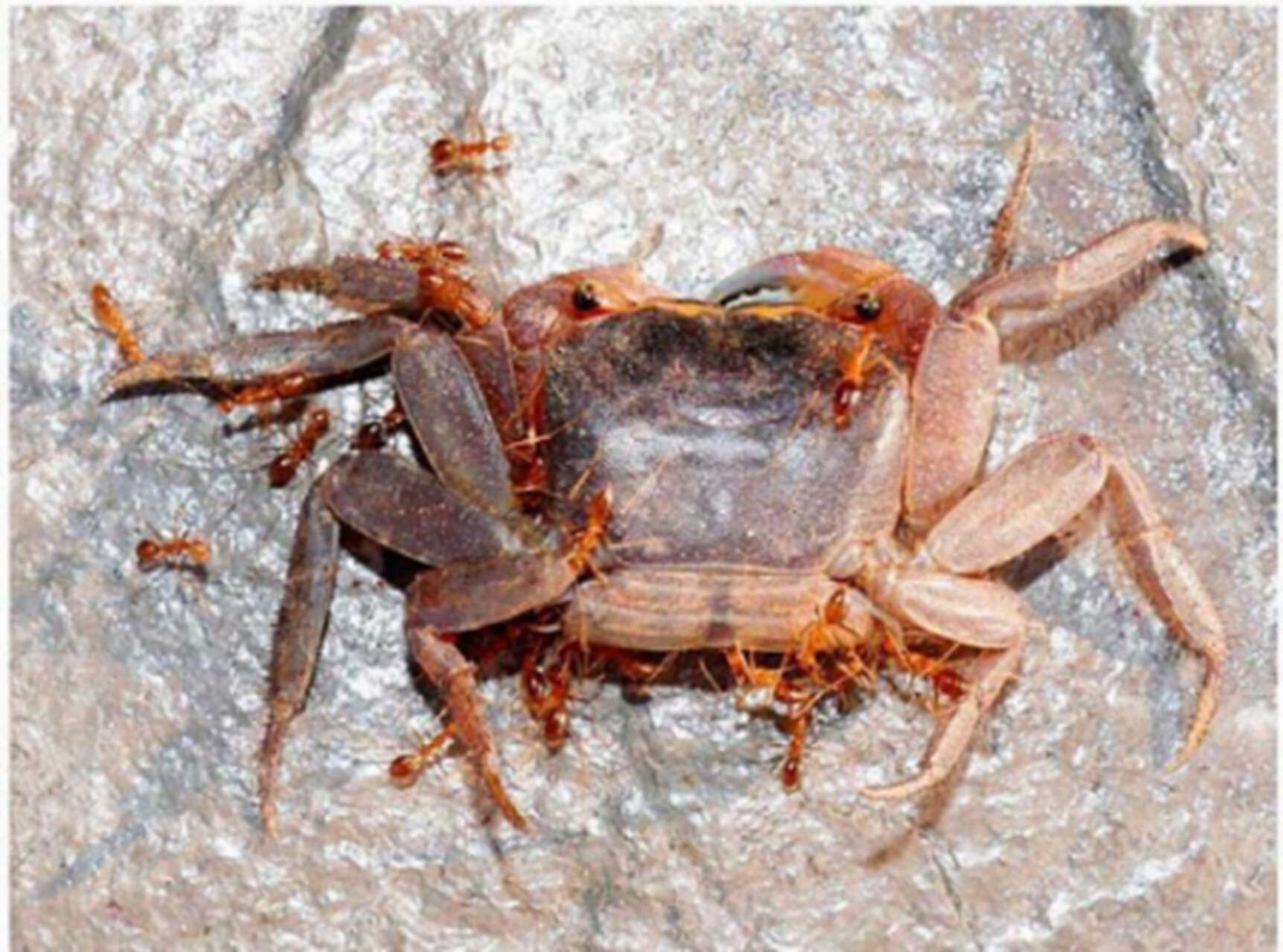 Impact of the Yellow Crazy Ant on Land Crabs