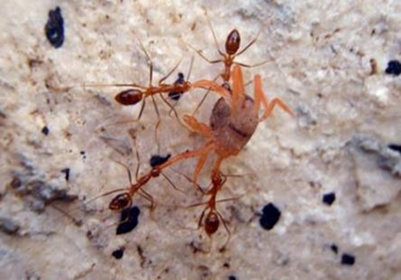 Impact of the Yellow Crazy Ant on Land Crabs