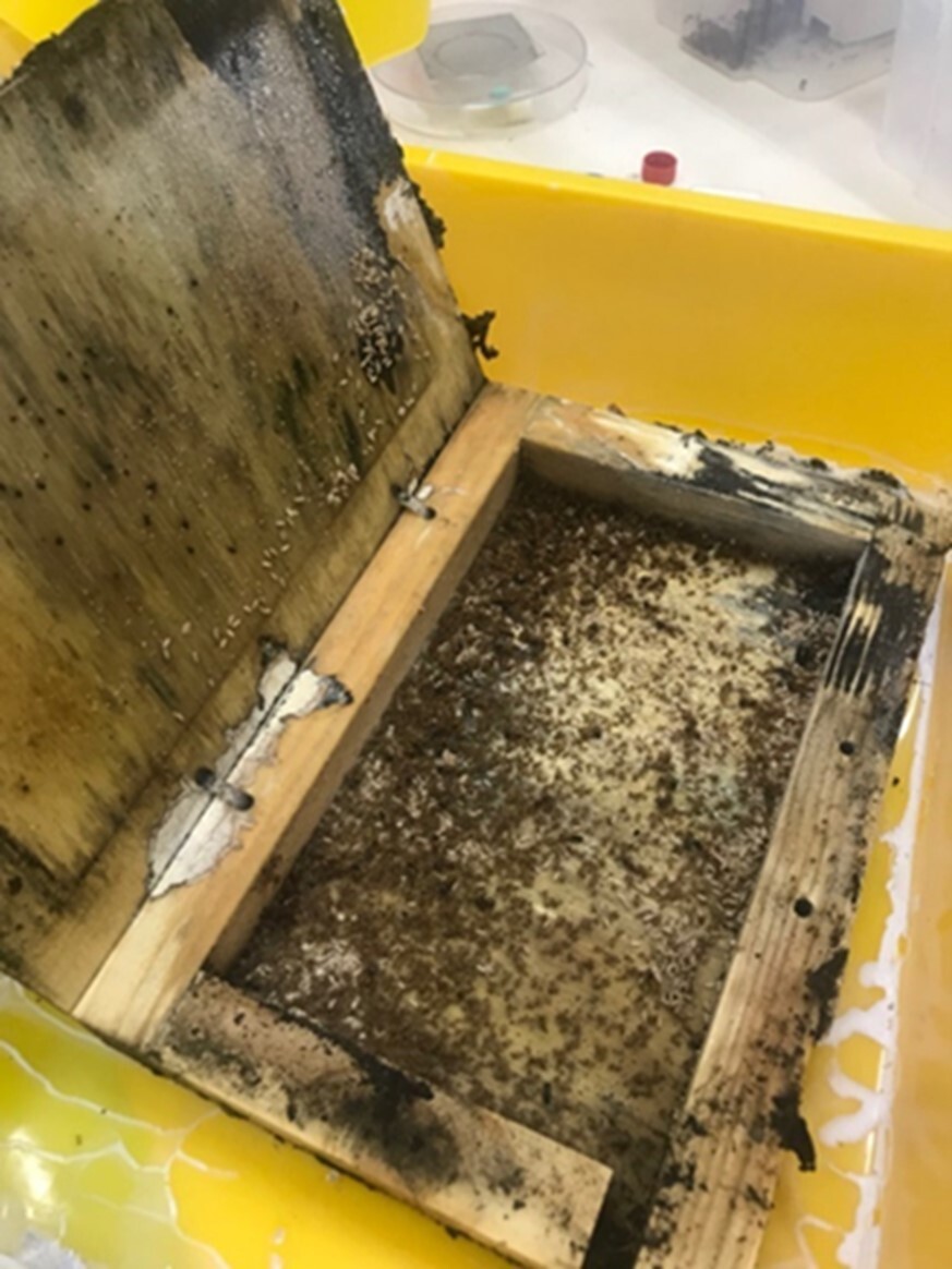 Designing artificial ant colony trap boxes to be placed in soil surfaces, near tree roots, or leaf litter layers where yellow crazy ants prefer to nest