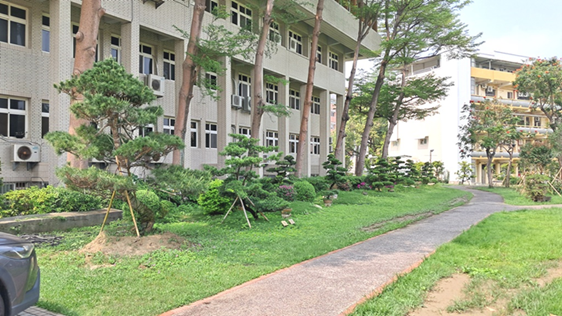 Jinde Campus - Buddhist pines  grown along the trail near the Baisha Building