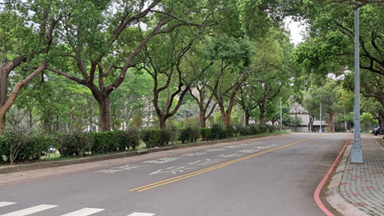 Baoshan Campus -comphor trees grown at the entrance of the campus