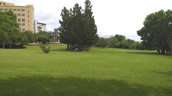 Figure 6. Norfolk Island Pine Walkway and Lawn Area