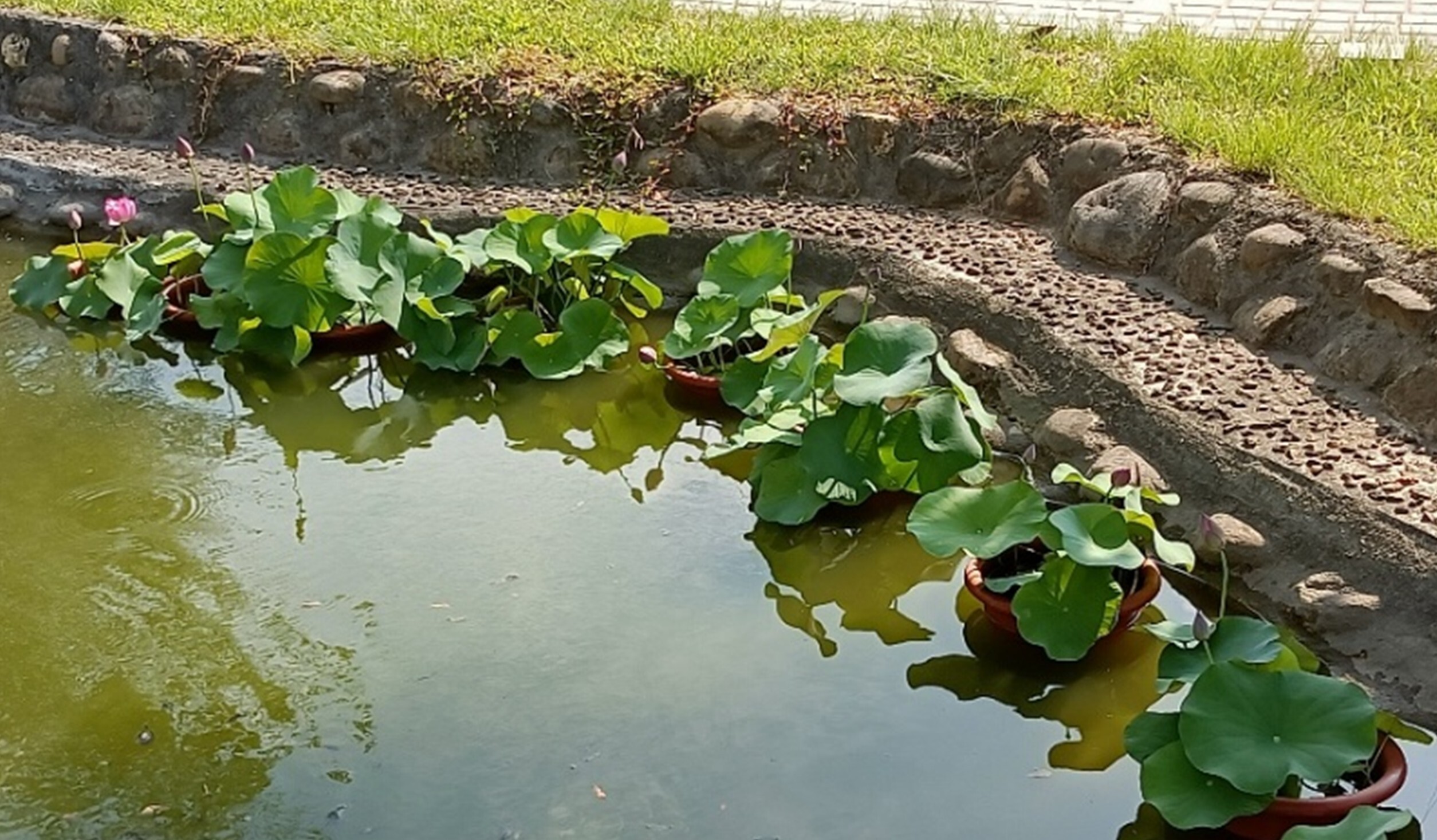 Figure 1. Lotus planted in the Baisha Lake