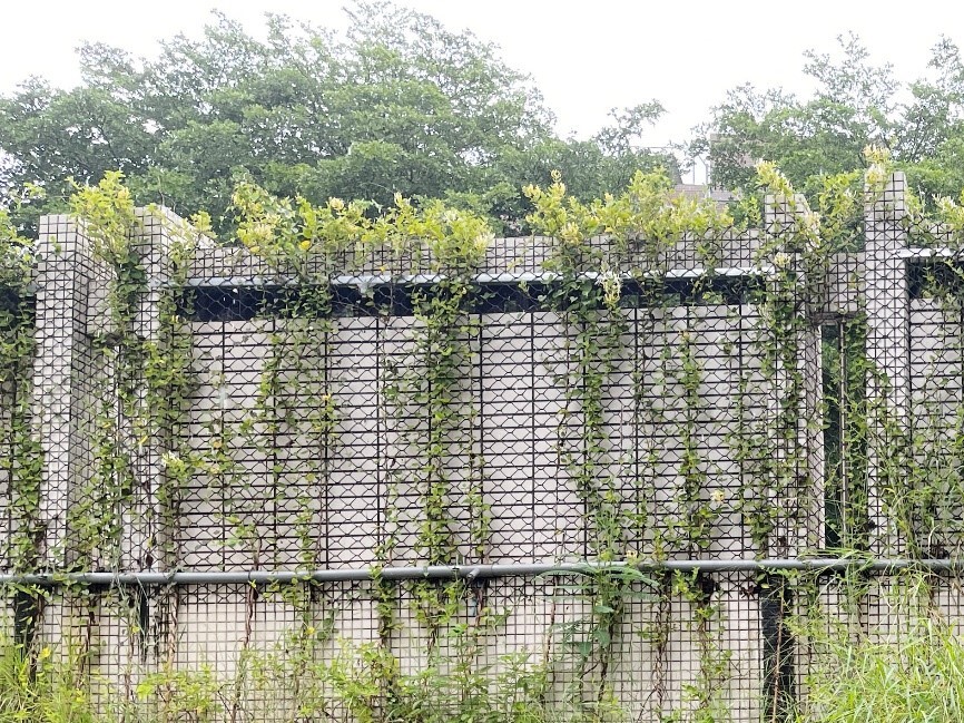 Figure 12: Improvement of the perimeter wall of Teaching Building 1 at Baoshan Campus