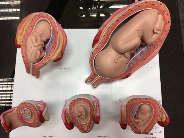 13. Pregnancy process teaching aids