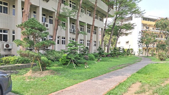 Figure 2. Jinde Campus - Buddhist pines grown along the trail near the Baisha Building