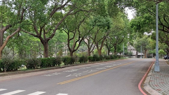 Figure 3. Baoshan Campus - comphor trees grown at the entrance of the campus