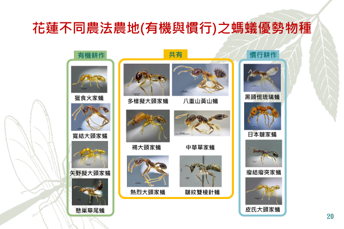 Figure 11. Dominant ant species vary in different agricultural  land practices and farmland in Hualien