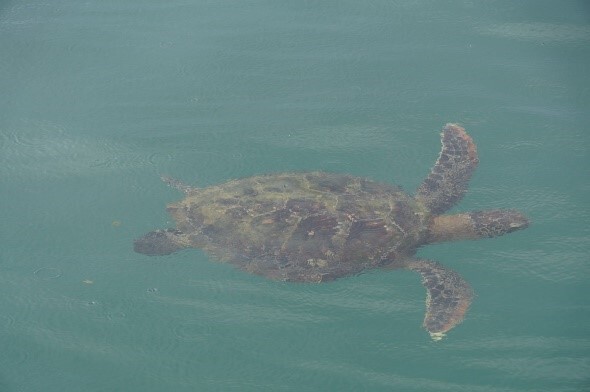 Figure 8: Ecological observation experience in the conservation of green sea turtles, exploring marine resources and sustainable issues