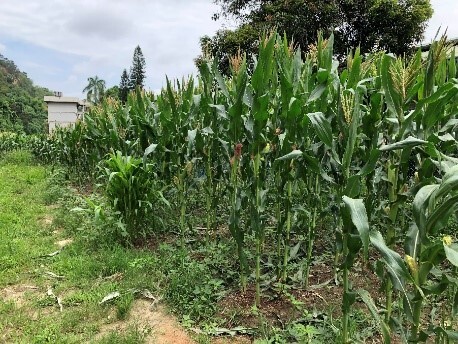 Mature corn crop