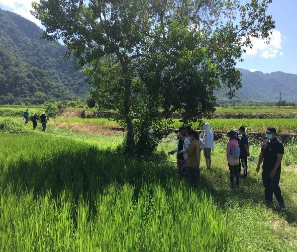 A paddy rice field in Yuli Township during spring