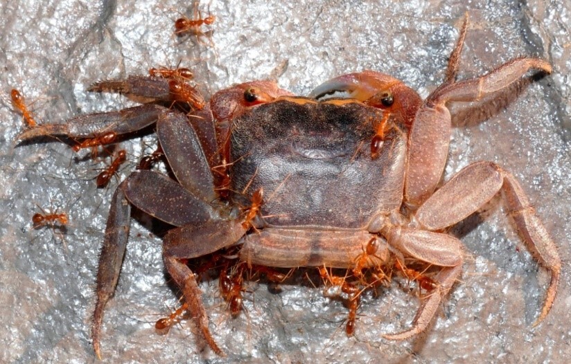 A Metasesarma aubryi is attacked by Anoplolepis gracilipes